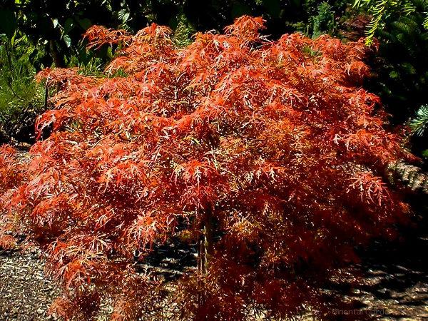 Acer palmatum Baby Lace