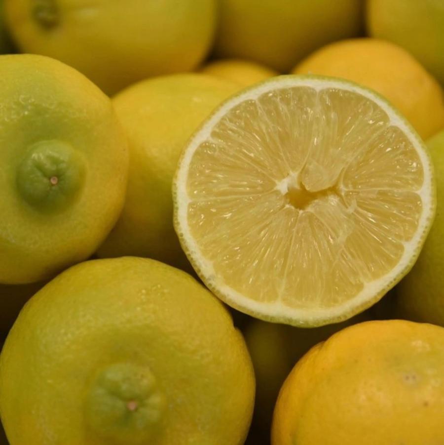 Lime 