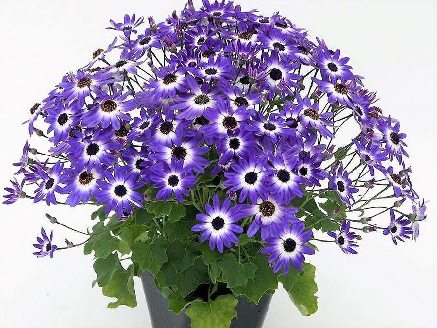 Cineraria Senetti 