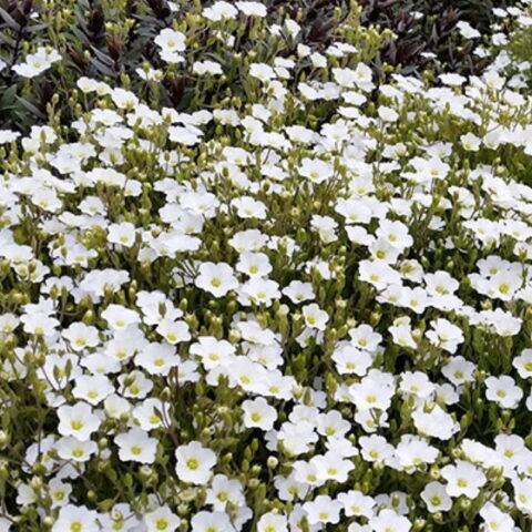 Arenaria montana Winter white