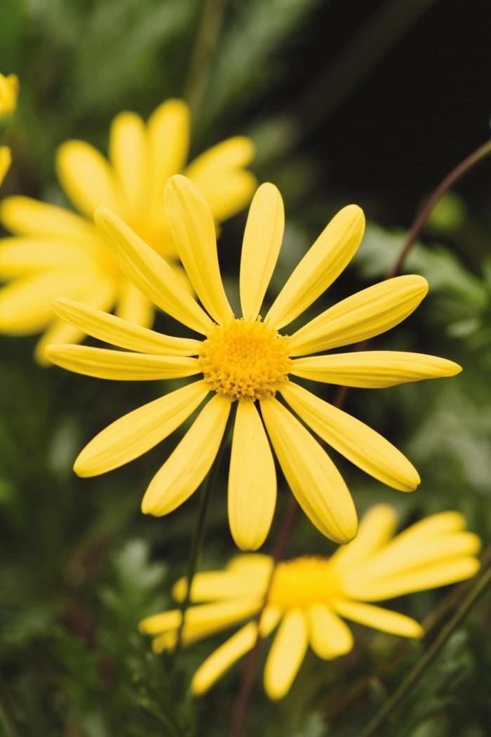 Euryops pectinatus Viridis