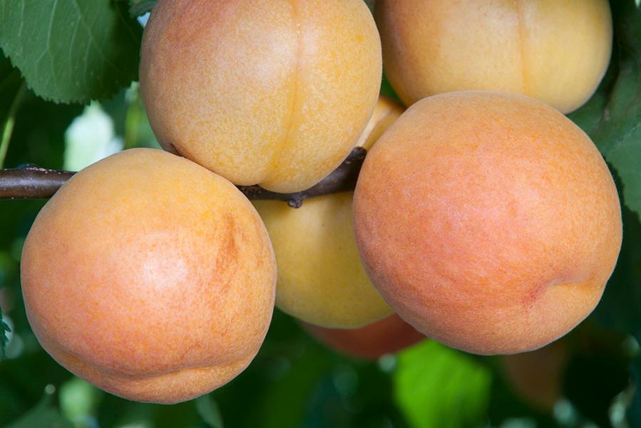 Apricot Gold Kist