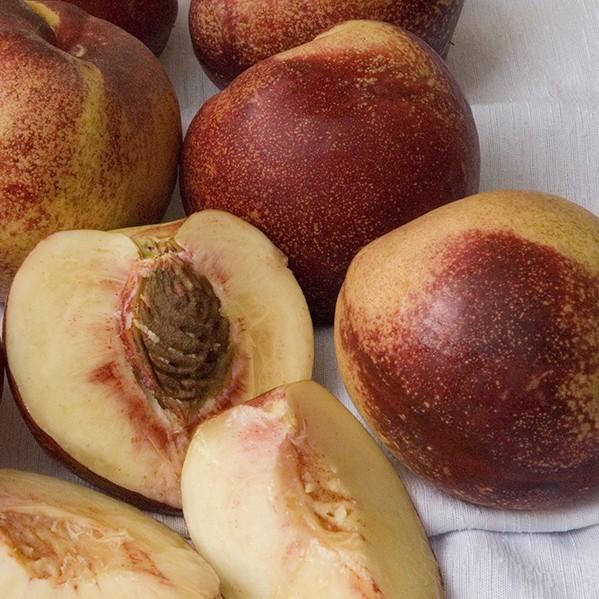 Nectarine Snow Queen