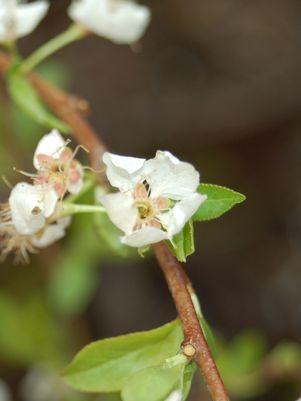 Japanese Plum Burgundy
