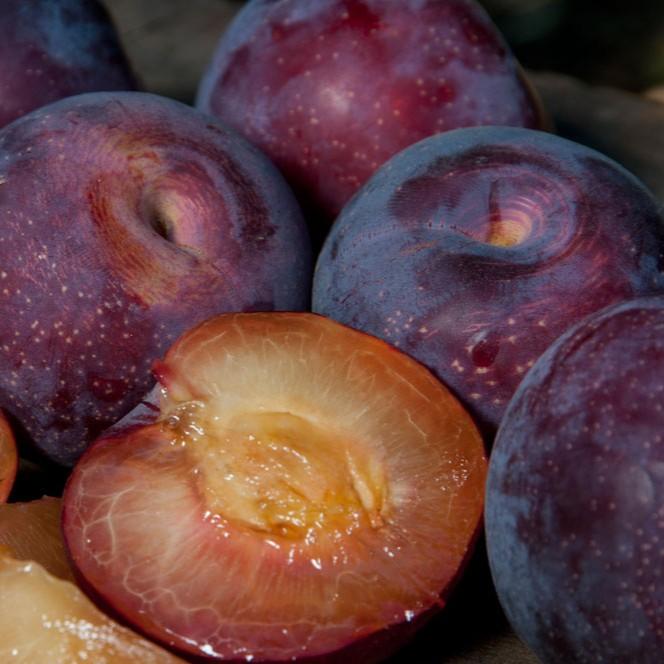 Plum Santa Rosa
