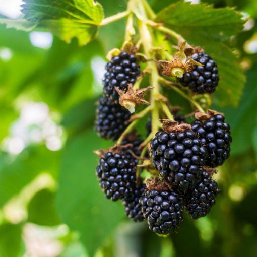 Blackberry Natchez
