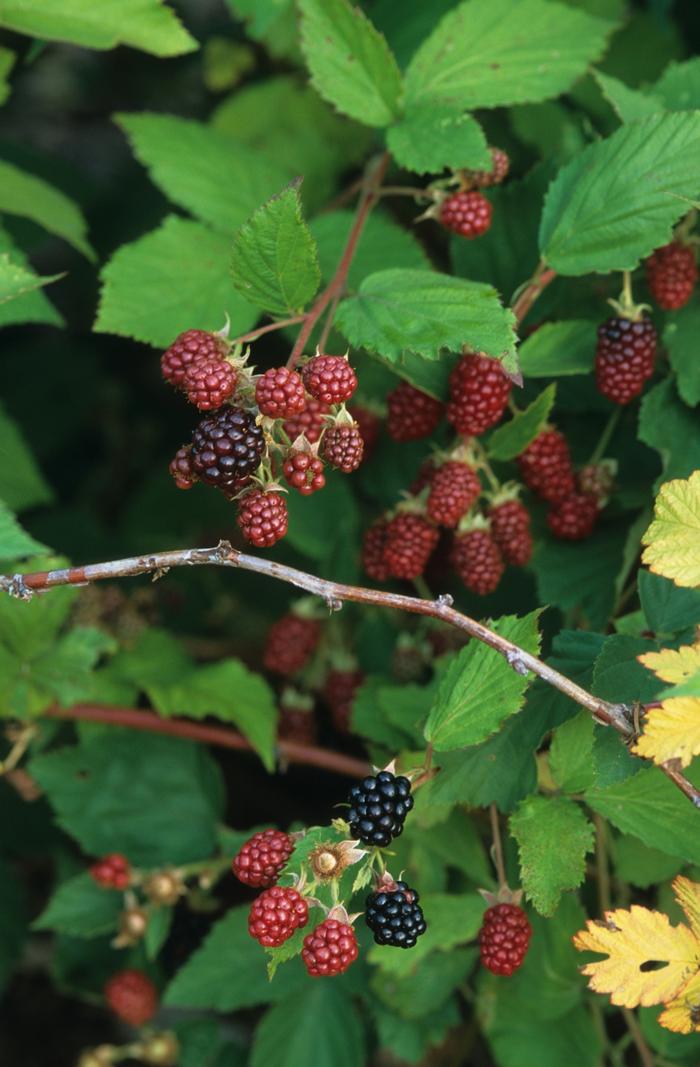 Blackberry Black Satin