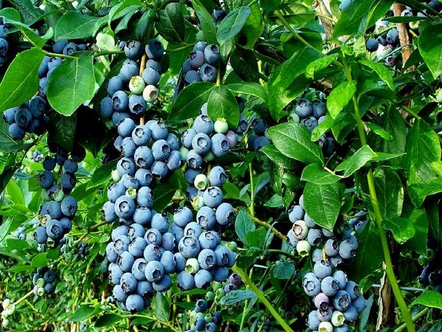 Blueberry Emerald