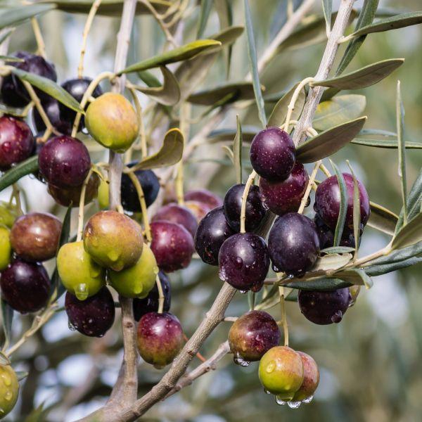 Olive Mission