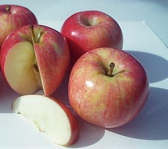 Apple Gala