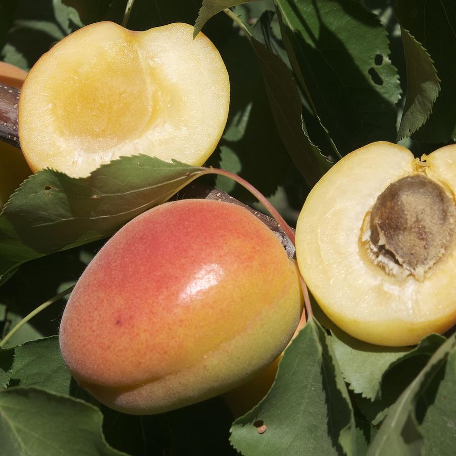 Apricot White Knock Out