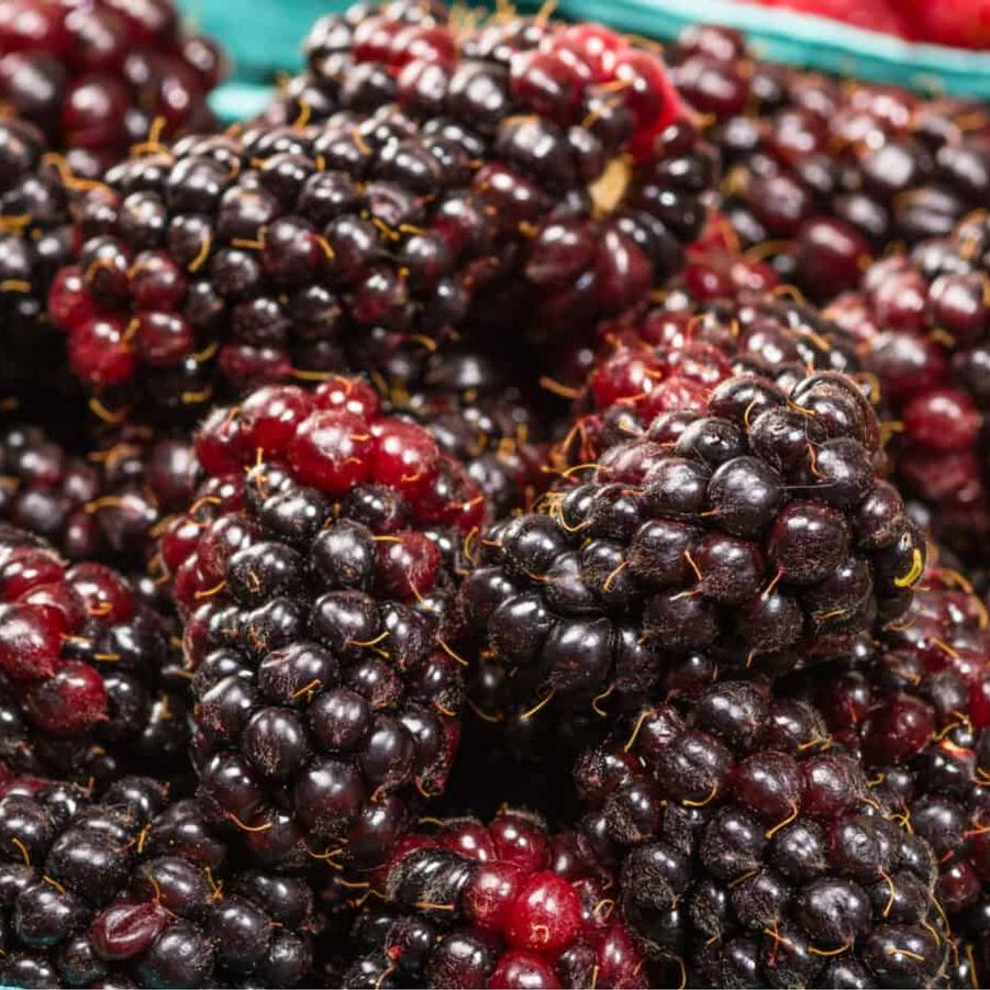 Blackberry Marion