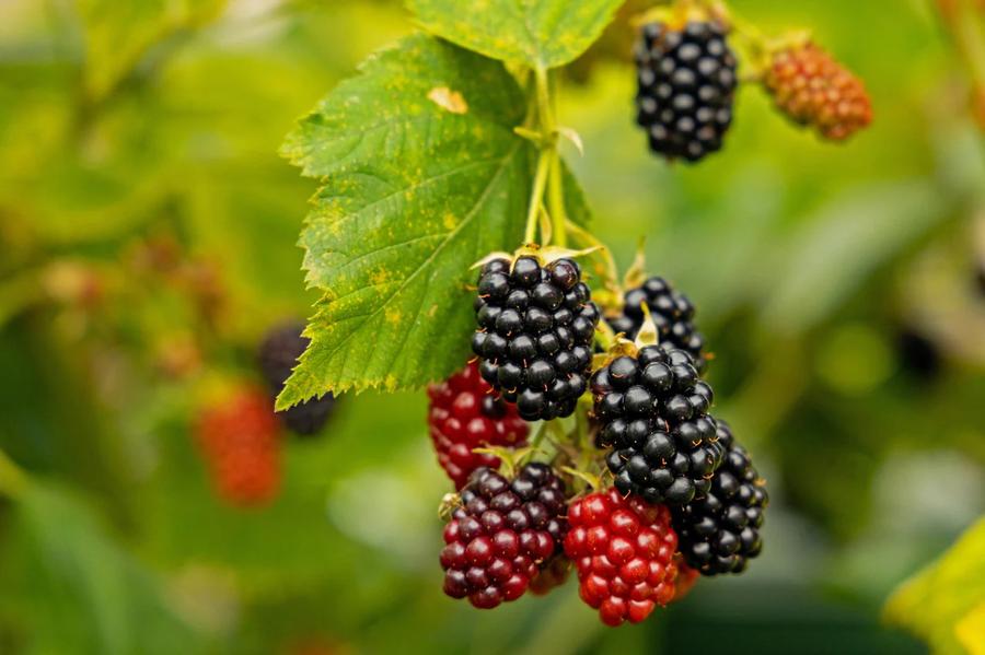 Blackberry Olallie