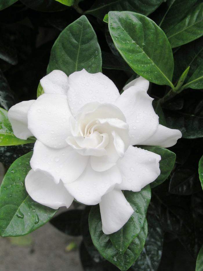 Gardenia jasminoides Veitchii