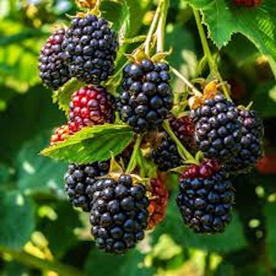 Blackberry Triple Crown Thornless