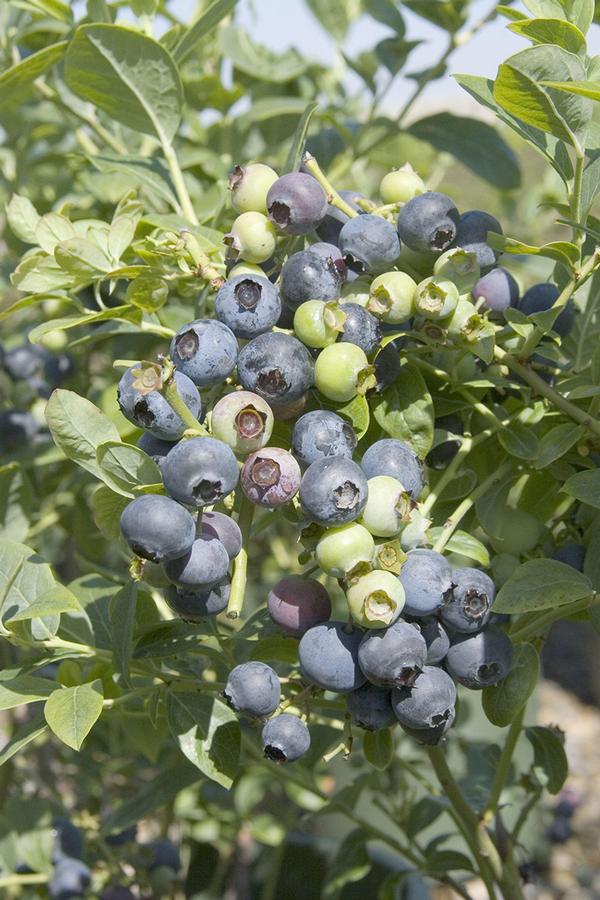 Blueberry O'Neil