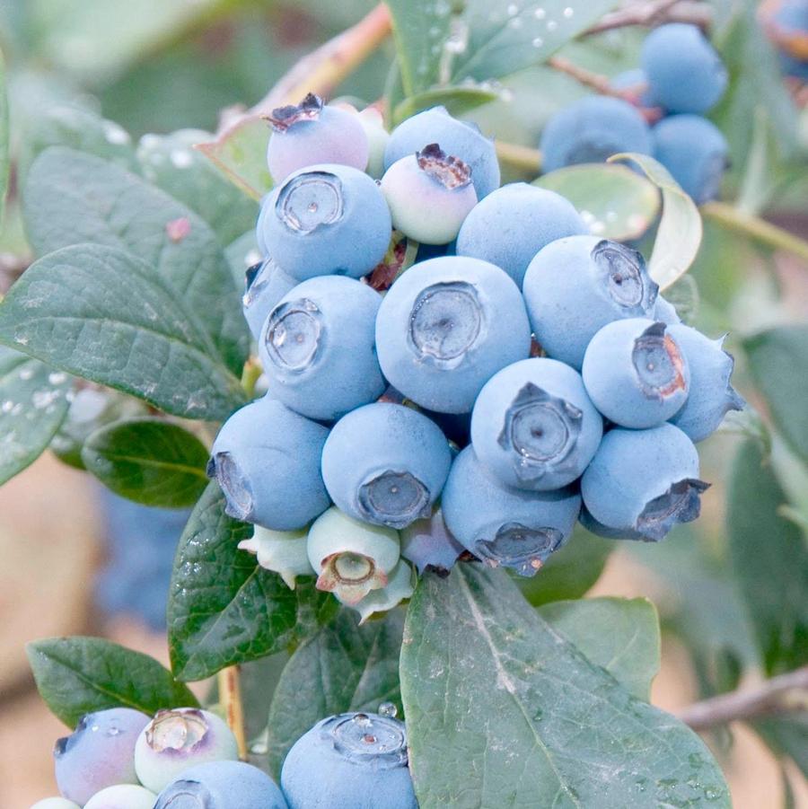 Blueberry Reveille