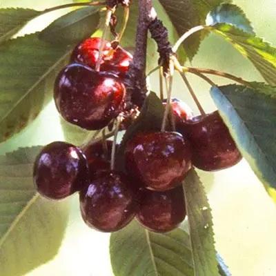 Cherry Lapins