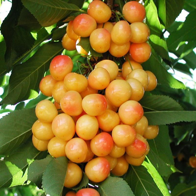 Cherry Rainier