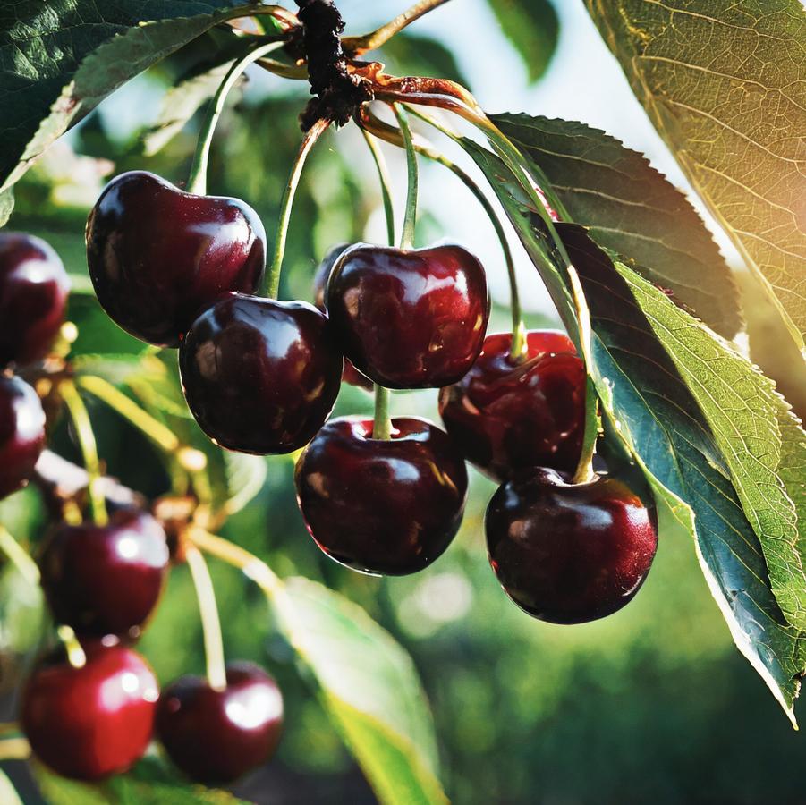 Cherry Royal Crimson