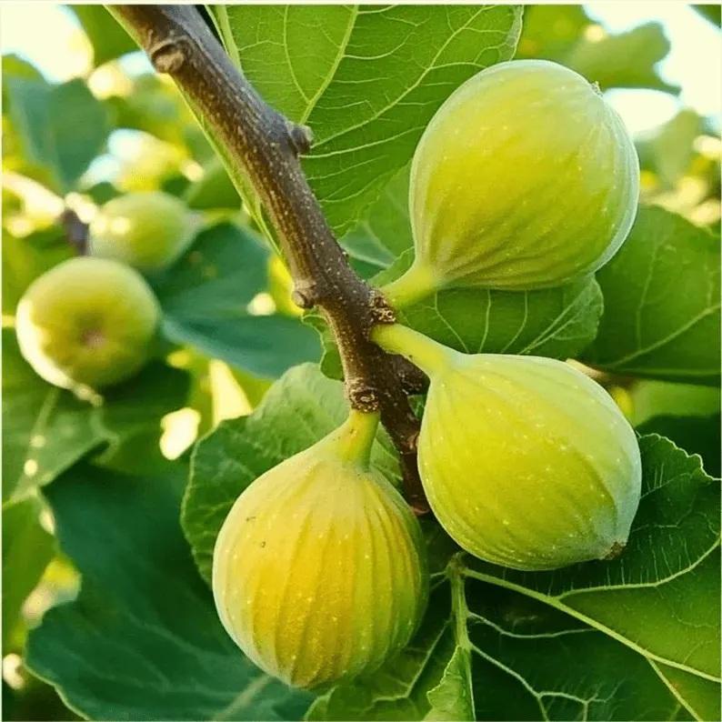 Fig Kadota