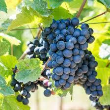 Grape Seedless Autumn Royal