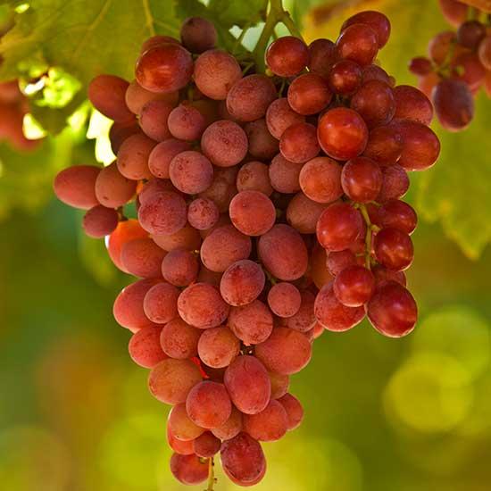 Grape Seedless Crimson