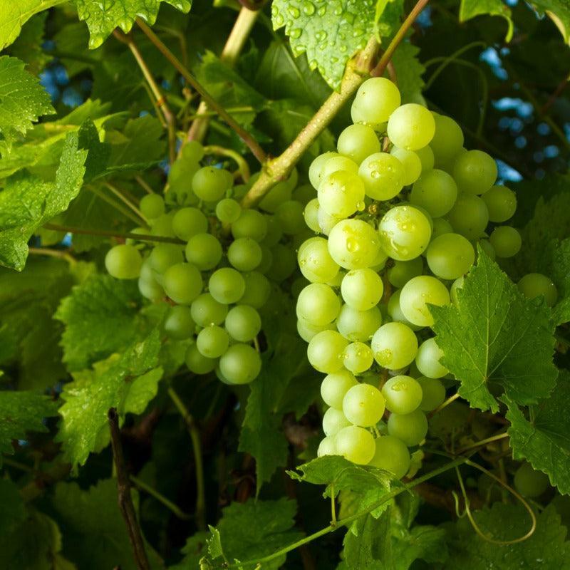Grape Seedless Princess