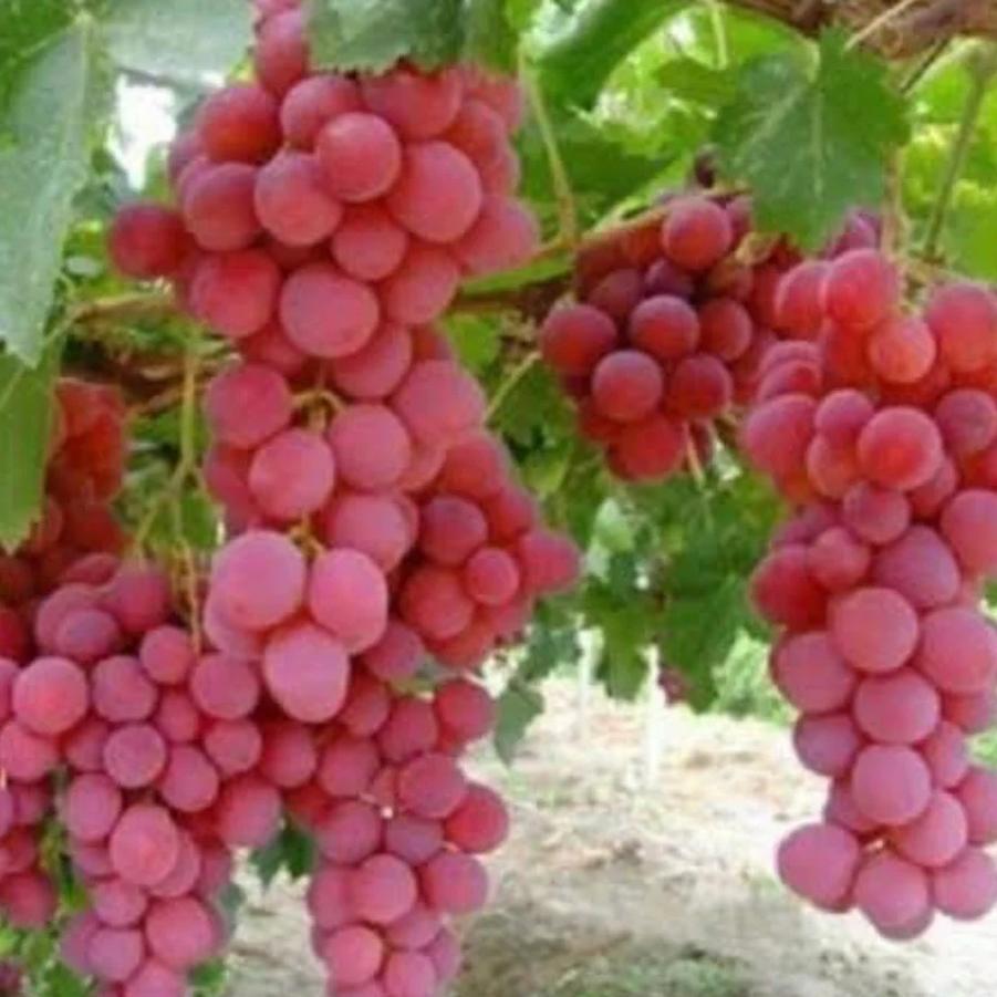 Grape Red Globe