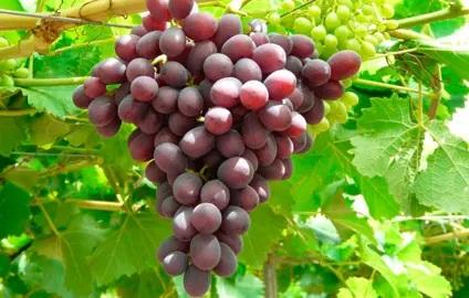 Grape Seedless Ruby