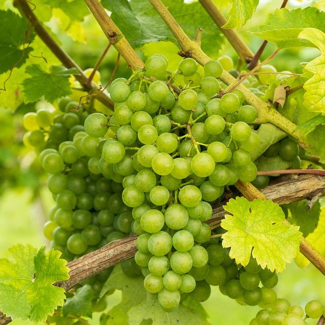 Grape Seedless Thompson