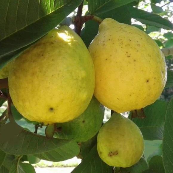 Guava Tropic White