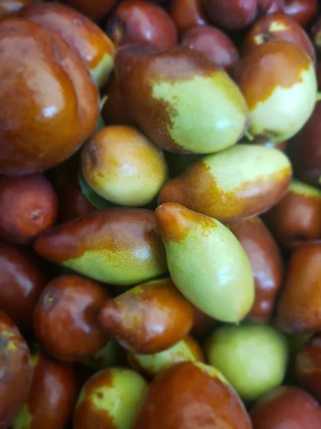 Jujube Ga866