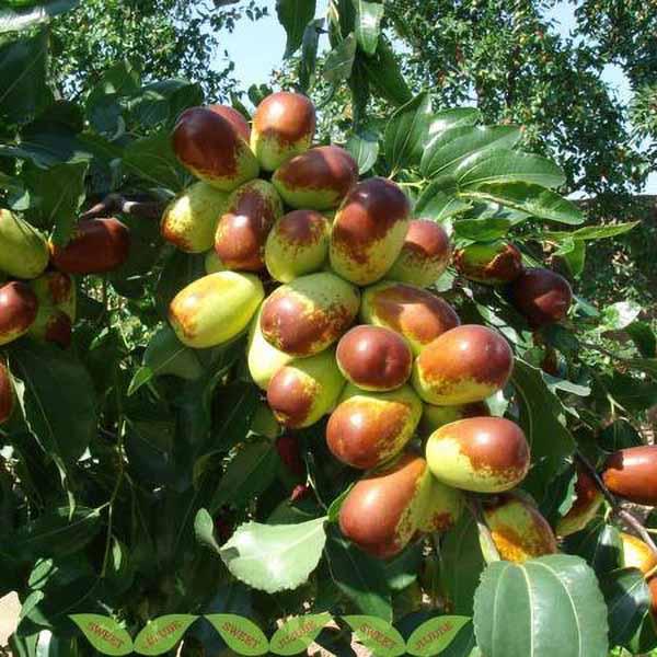 Jujube Lang