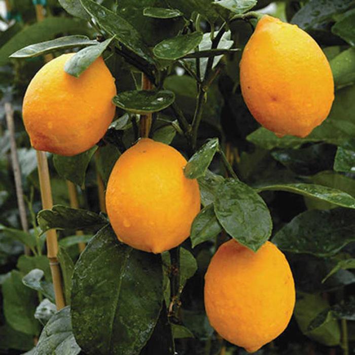Lemon Meyer Improved