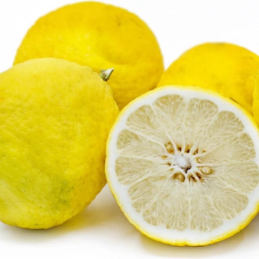 Lemon Ponderosa