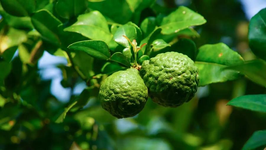 Lime Kaffir
