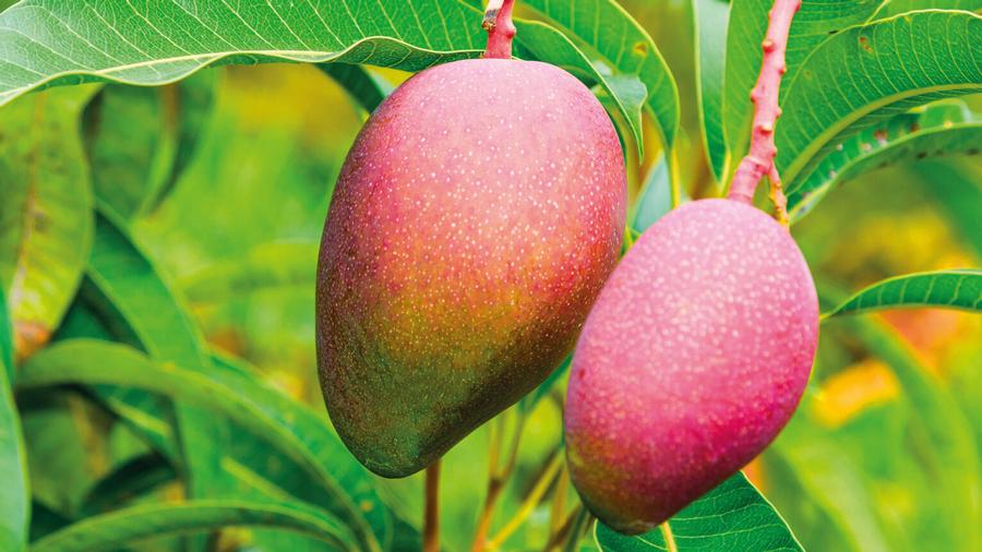 Mango Magnifera Triple Time