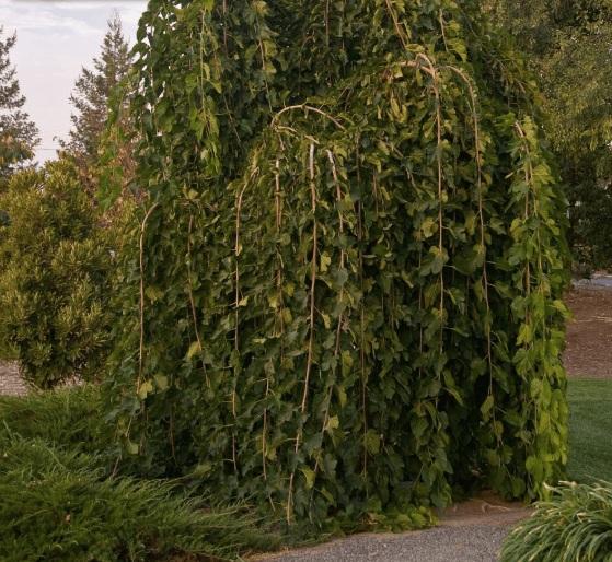 Mulberry Tea's Weeping