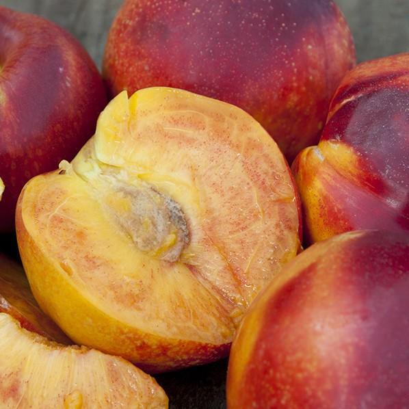 Nectarine Dwarf Necta-Zee