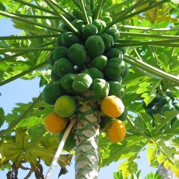Papaya Mexican