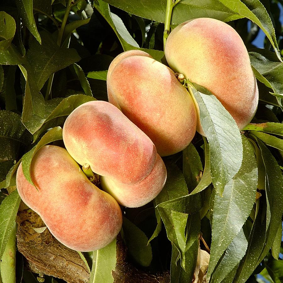 Peach Donut