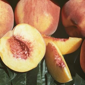 Peach Fay Elberta