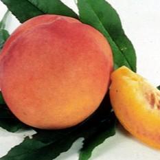 Peach Honey Babe