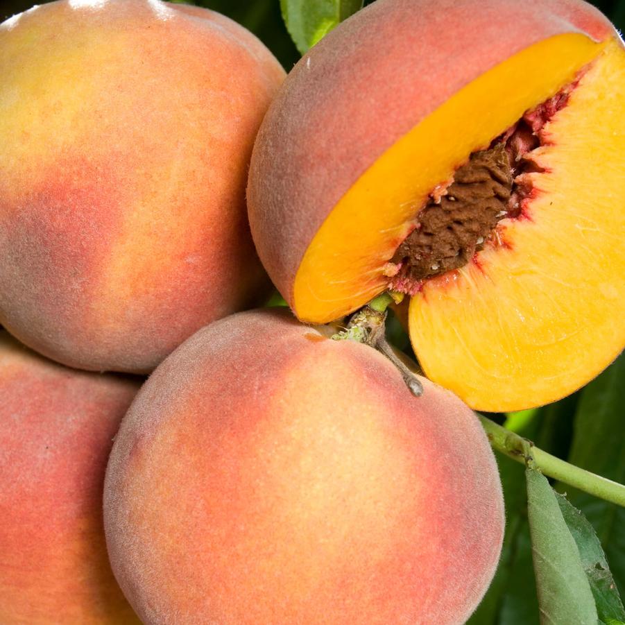 Peach O'Henry