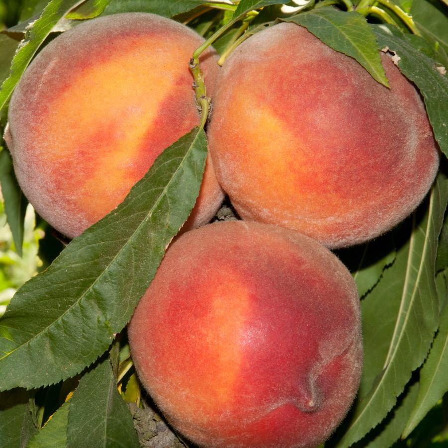 Peach Pix-Zee