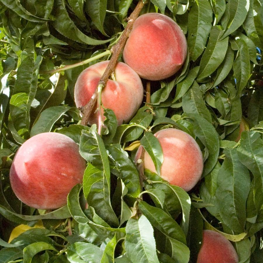 Peach Snow Beauty