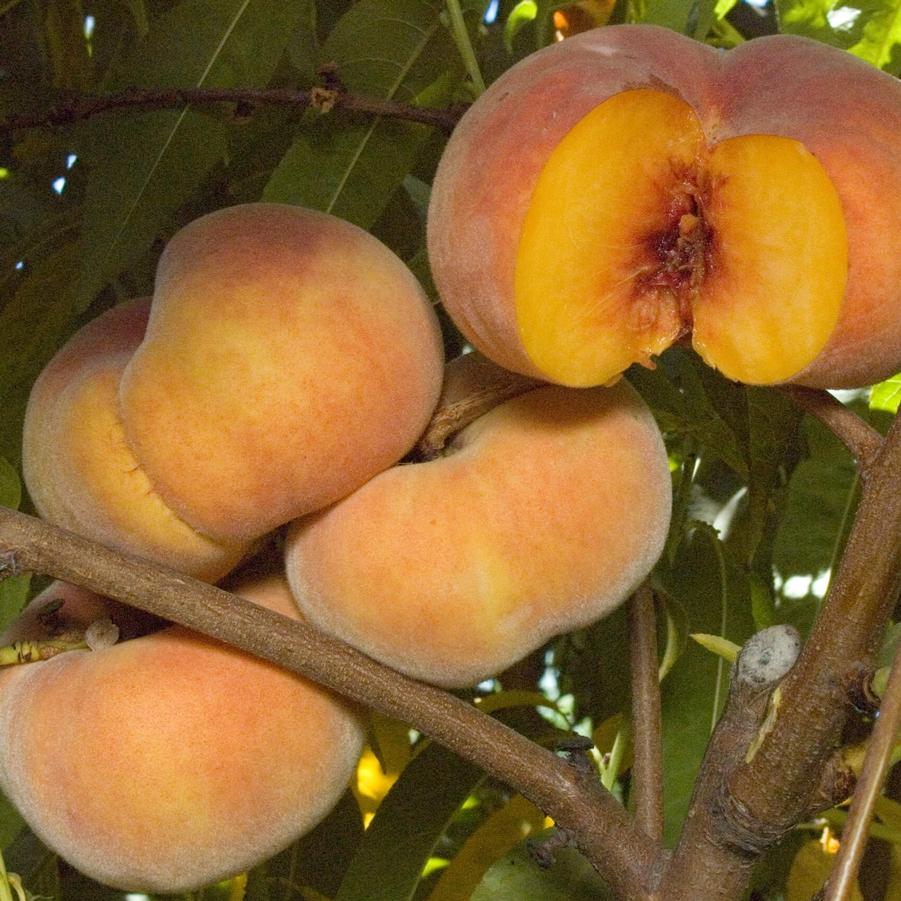 Peach Sweet Bagel