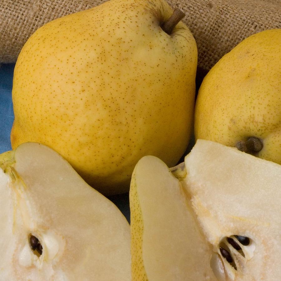 Pear Kieffer