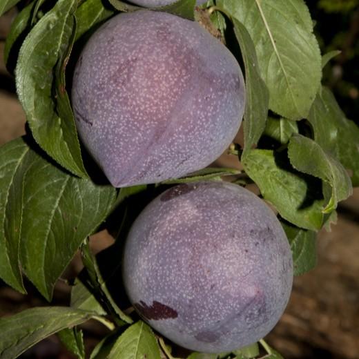 Pluerry Candy Heart